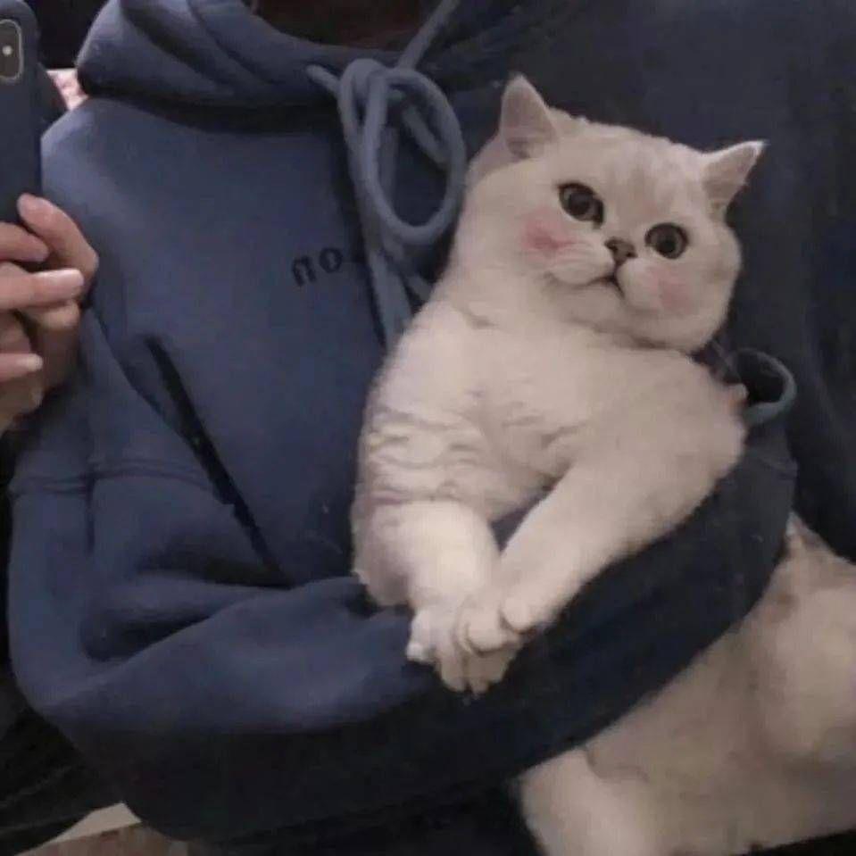情侣抱猫咪头像两张图片