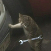 嘤嘤猫