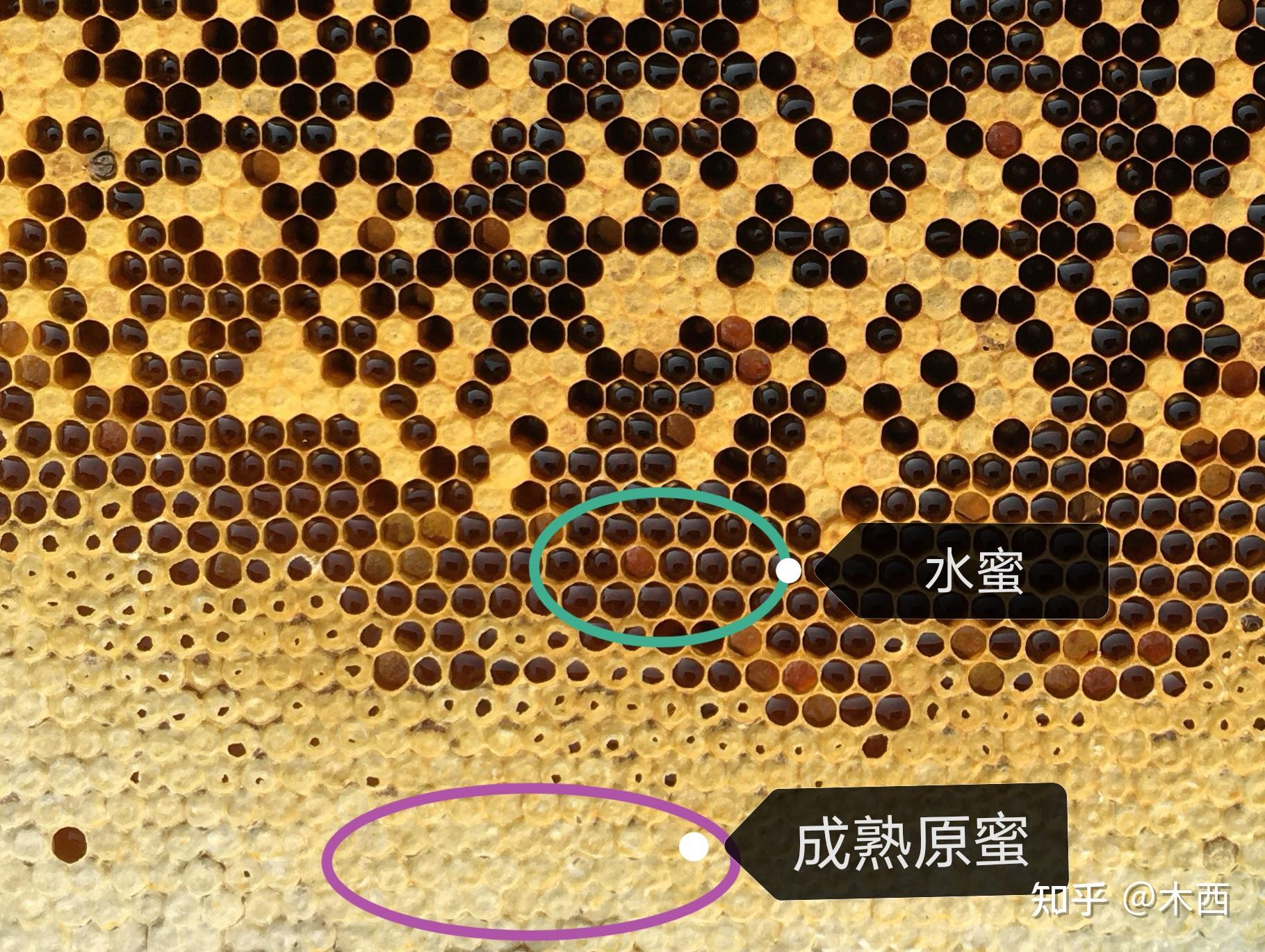 中蜂与意蜂怎么分辨图片