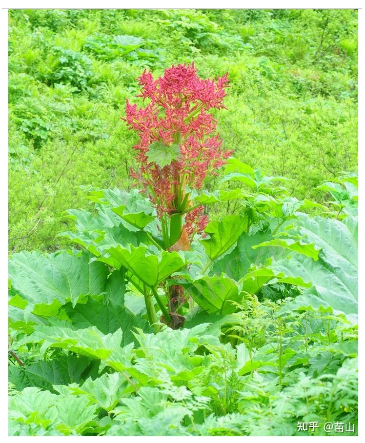 大黄属的植物有哪些? - 知乎