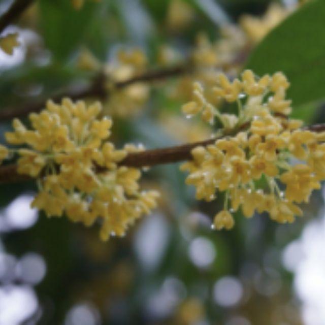 哪些花既有观赏性又可以当做美食？(什么花既可以观赏又可以做药材)