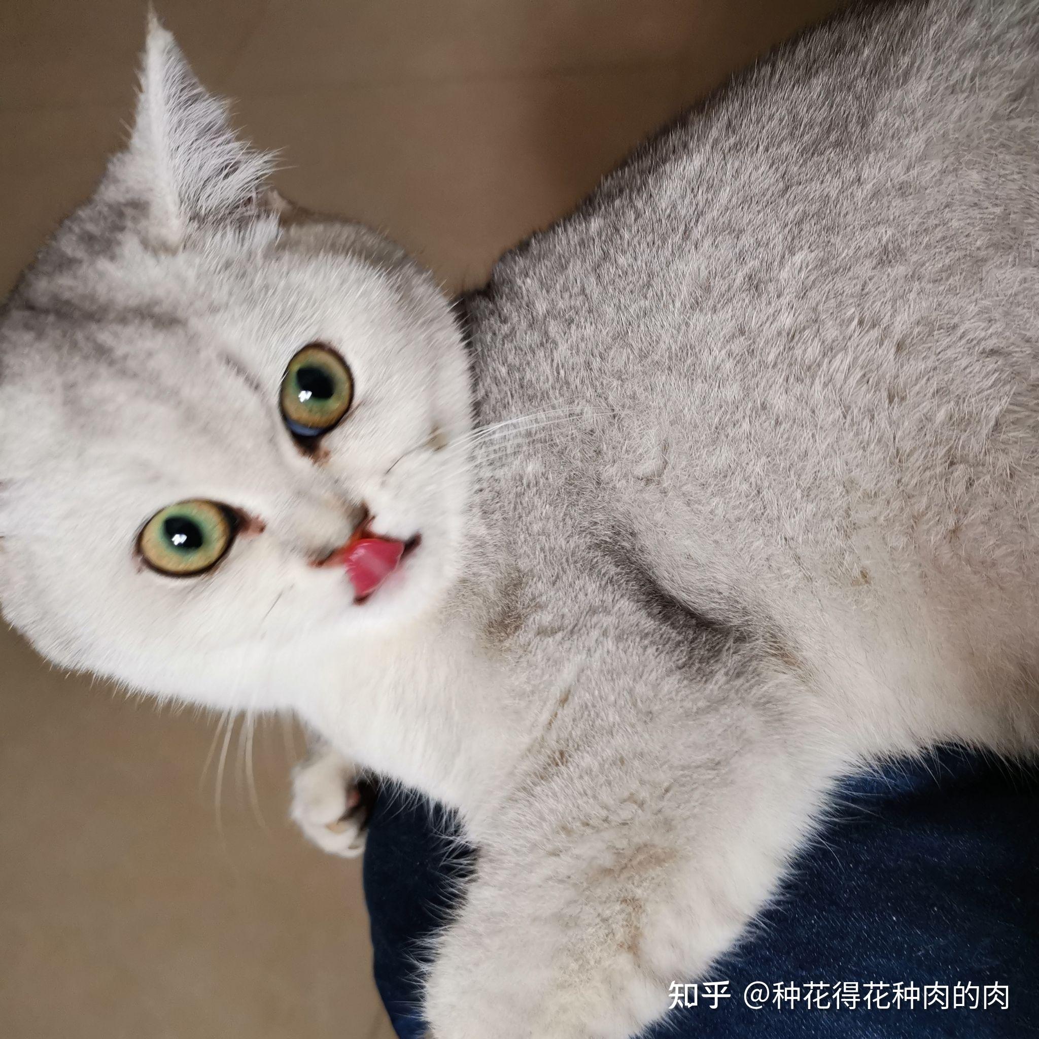 买了只黄眼睛的银渐层这个品相如何