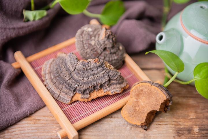 桑黄是否能消结节？ - 知乎