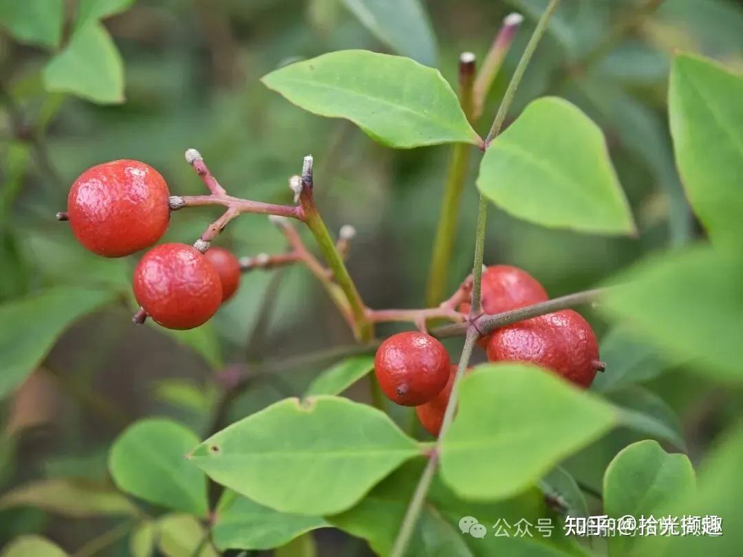 南天竹的美丽与毒性 - 知乎