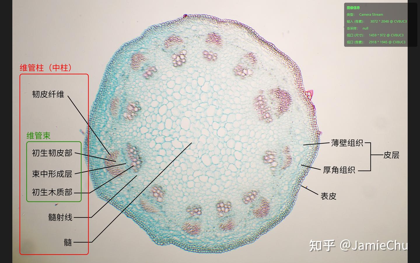 显微观察-双子叶植物茎横切(重制) - 知乎
