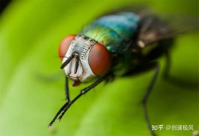 苍蝇为什么把自己的头拧下来?