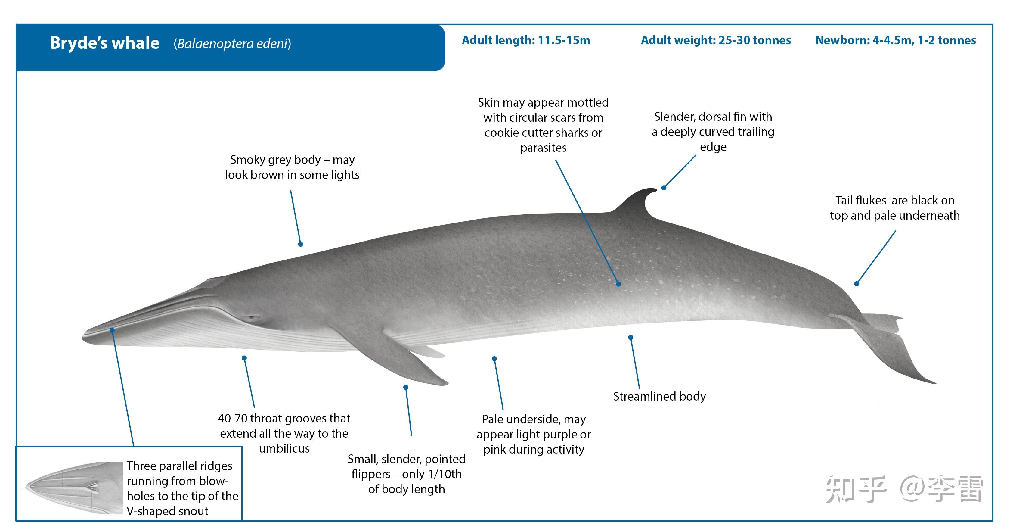 如何看待6月29日在深圳大鹏湾海域现身的布氏鲸是不
