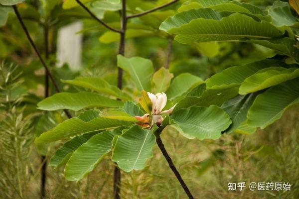 带你识别厚朴花 - 知乎