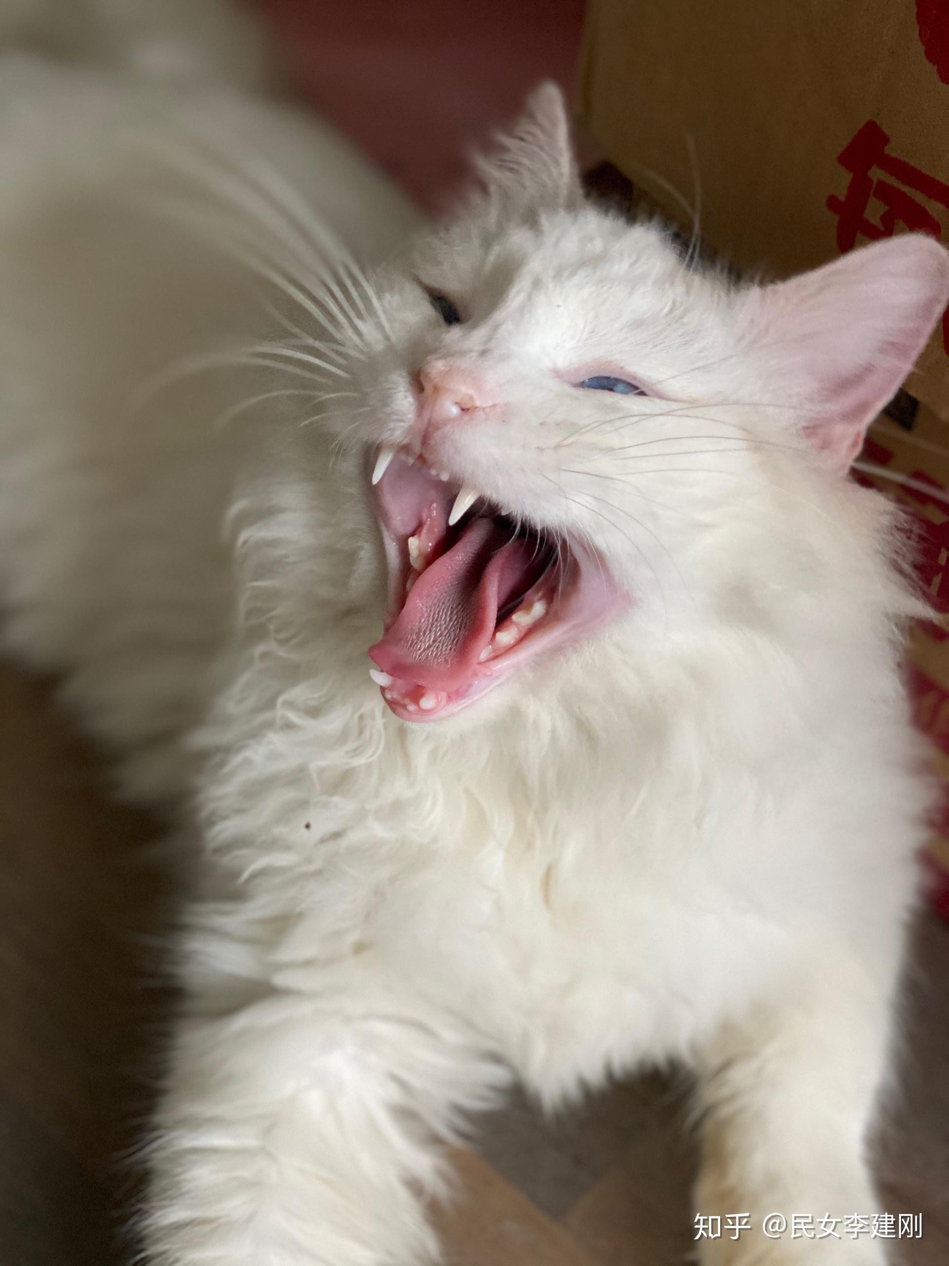 纽顿有人买过吗这款猫粮好吗