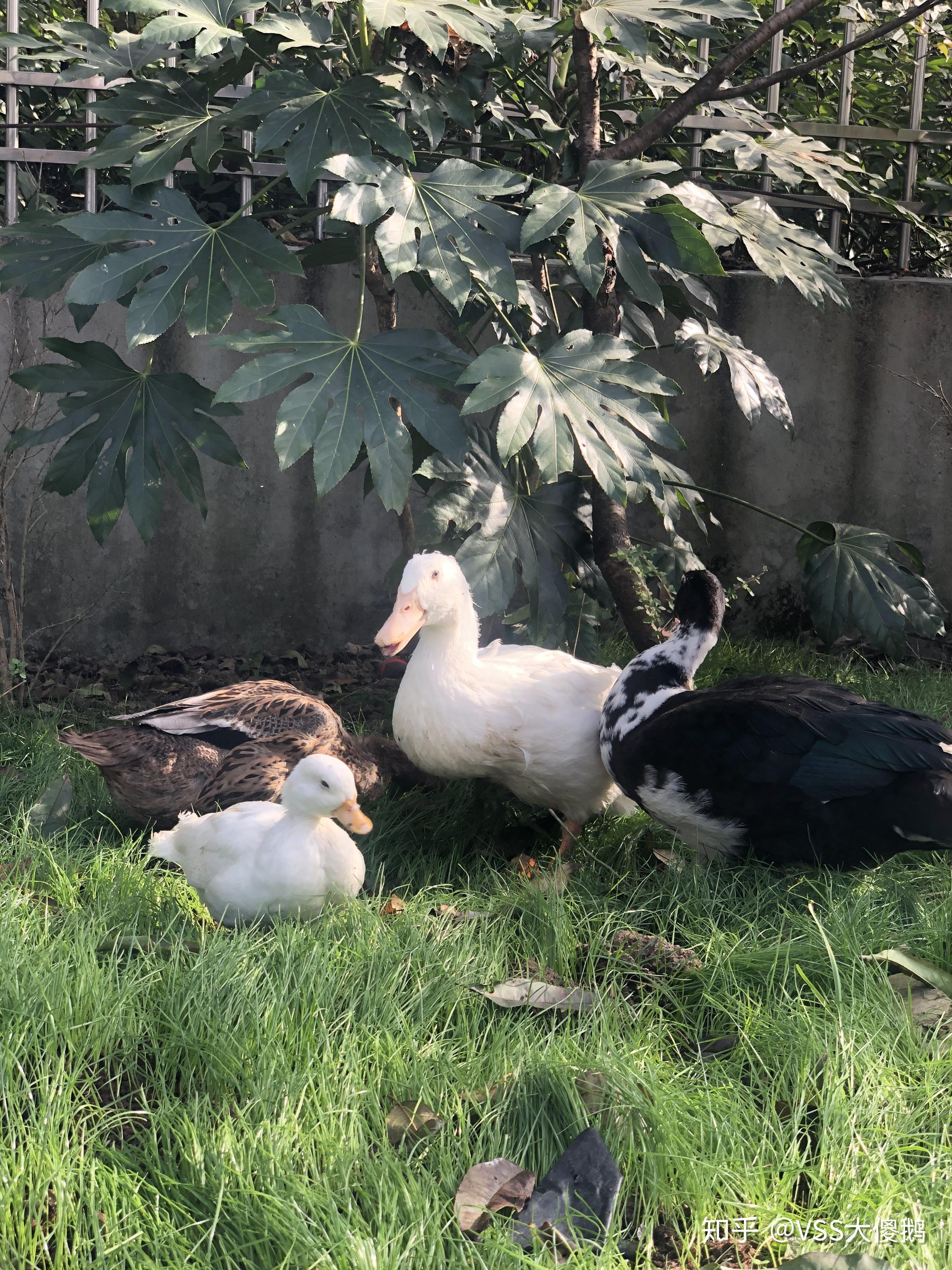 如何看待王珞丹朋友的宠物柯尔鸭被盗走并吃掉如何区分宠物鸭和肉鸭