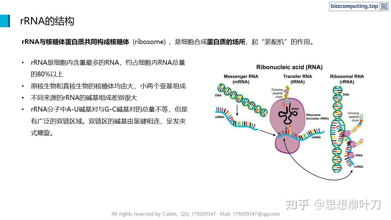 AI+生物计算基础 - 4. RNA的结构与功能 - 知乎