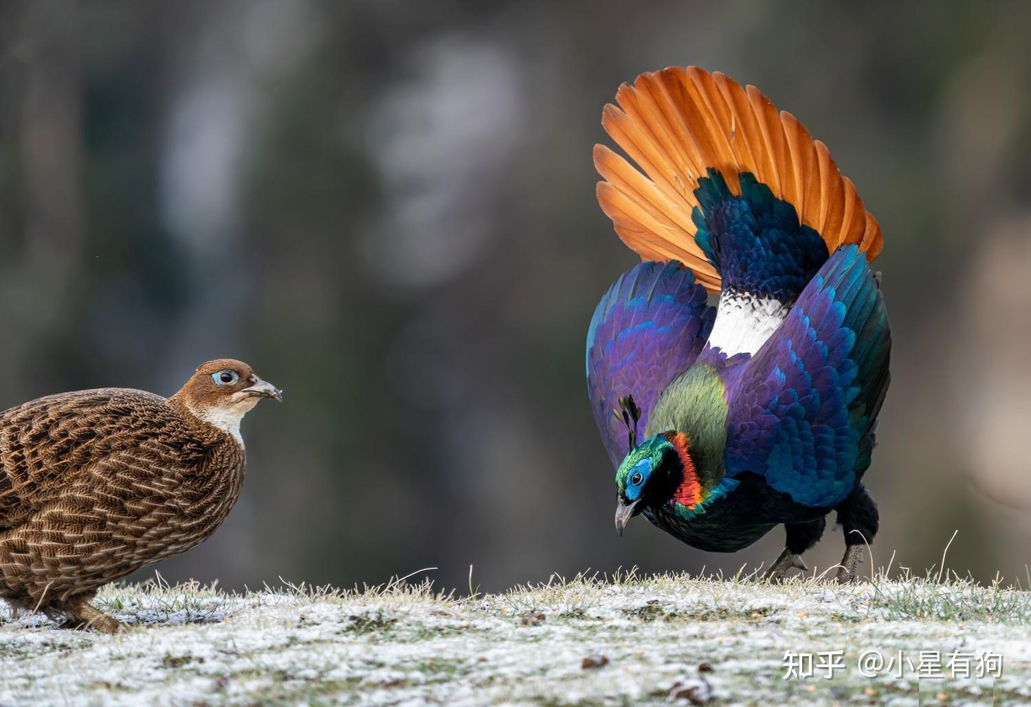 有哪些外表好看的鸟纲鸡形目鸟类动物? - 知乎