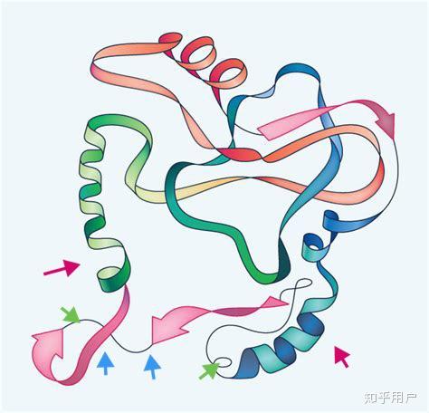 如何理解蛋白质二级结构中α螺旋和β折叠是主要形式β转角和无规则