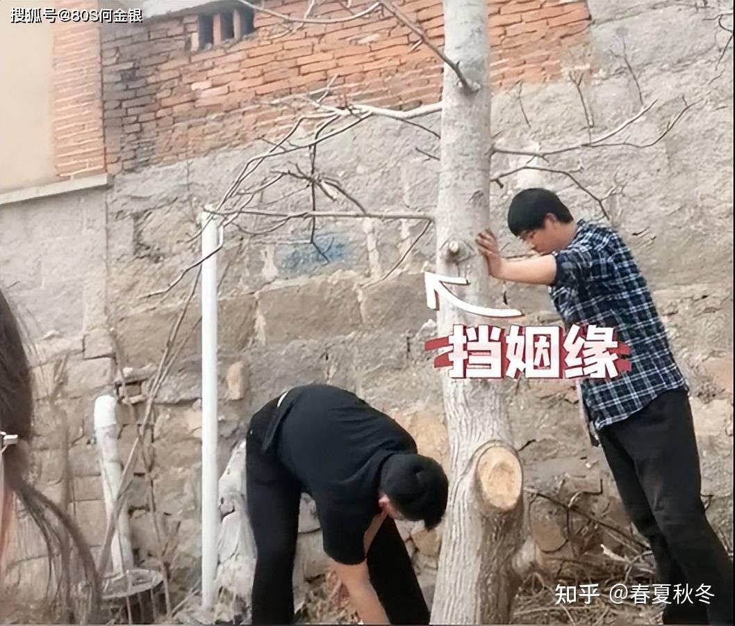 女子算命核桃树挡姻缘家人将树砍掉 这是咋情况? - 知乎