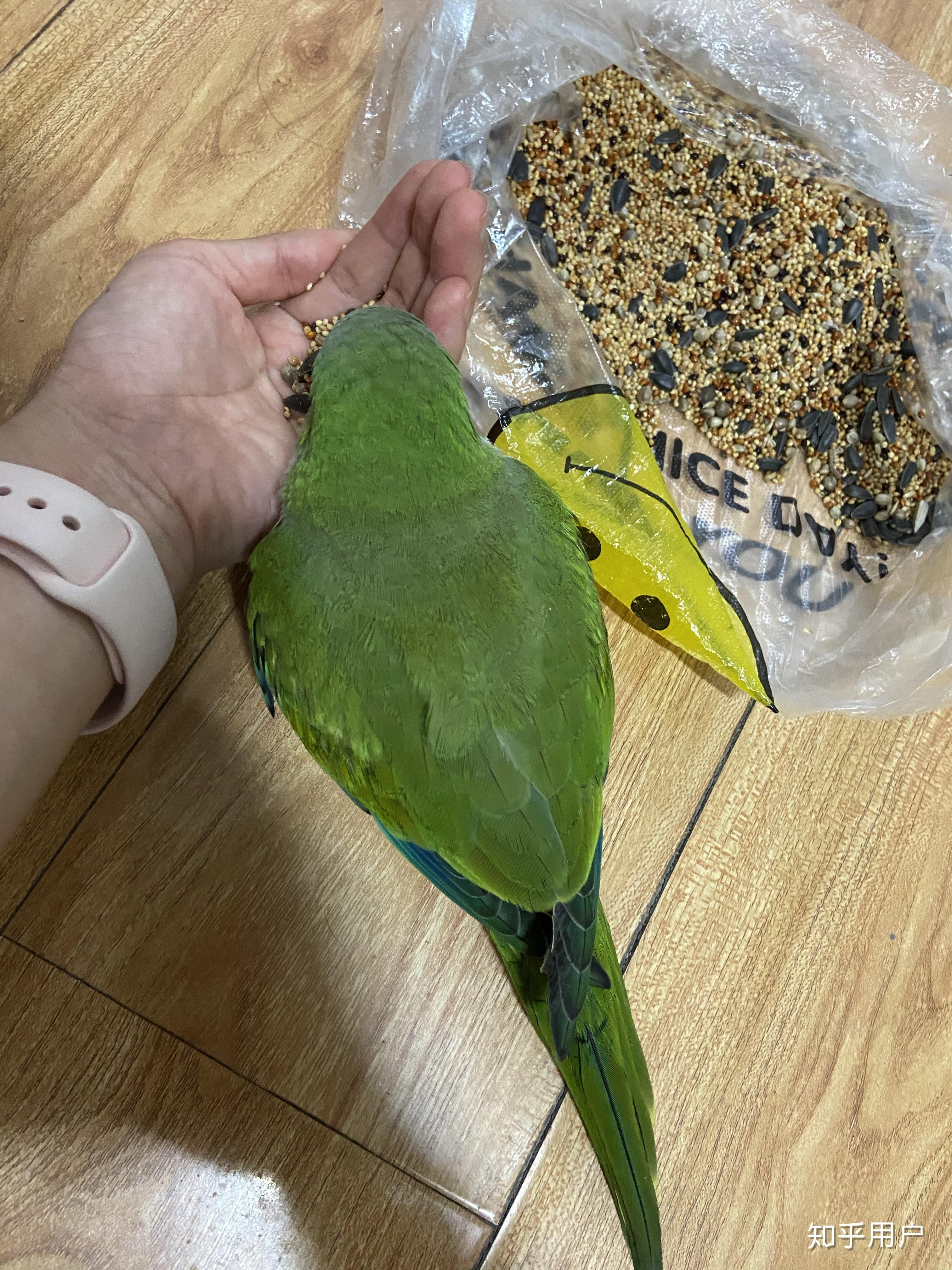 养一只绿和尚鹦鹉是一种什么样的体验