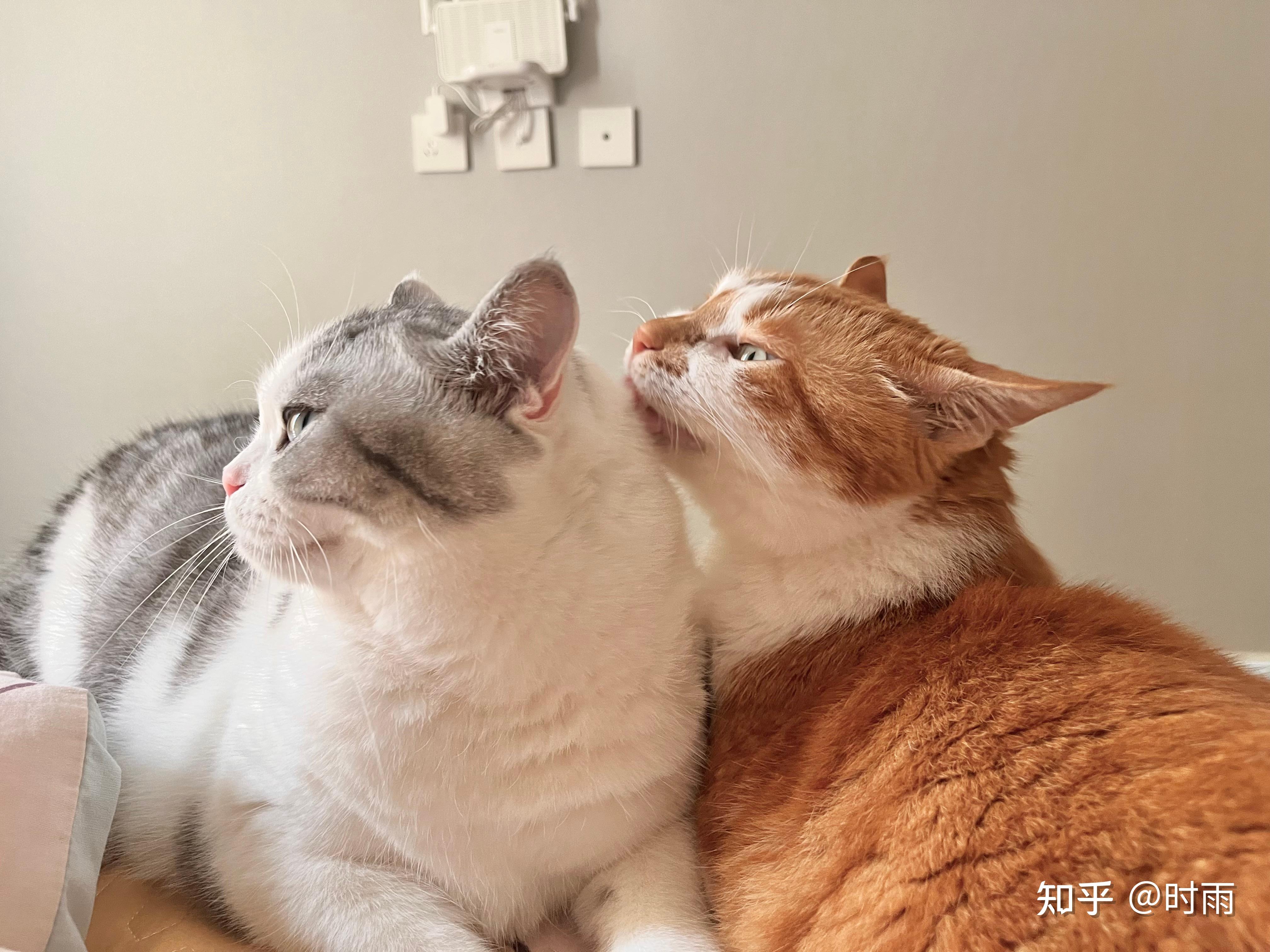 对于养猫新手来说,公猫和母猫哪个更好养? - 知乎