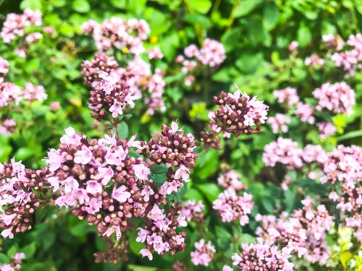 百里香精油纯露