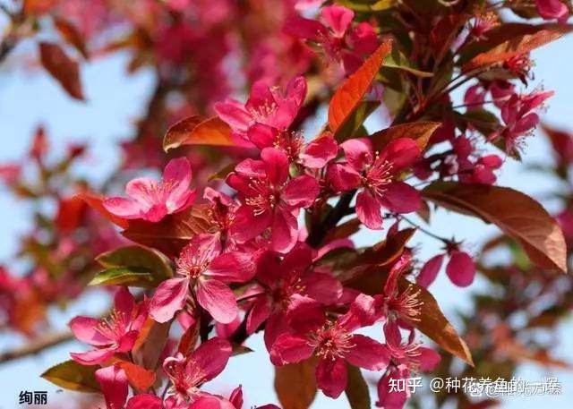 紫叶李花和樱花的区别图片