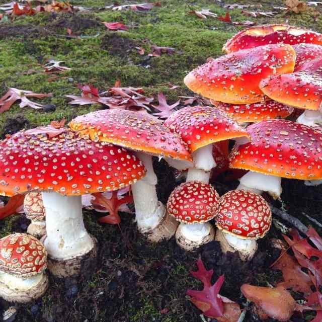 红伞白点的蘑菇为什么成了全世界最经典的蘑菇形象？