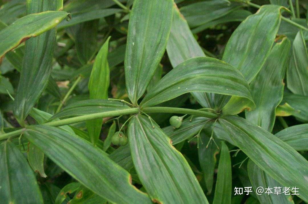 请问黄精是什么?听别人说吃黄精很滋养身体是真的吗? - 知乎