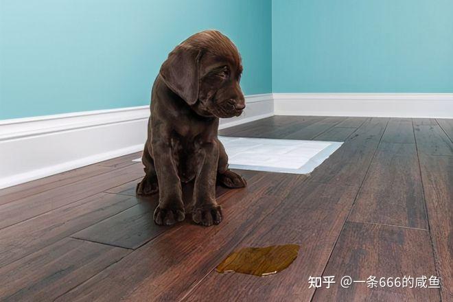怎样有效训练宠物狗定点大小便? - 知乎