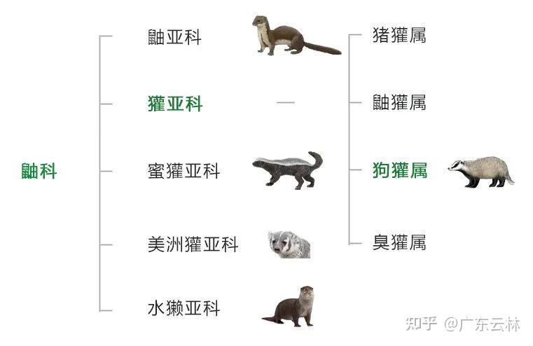 云林记录 | 狗獾，林中贵族 - 知乎