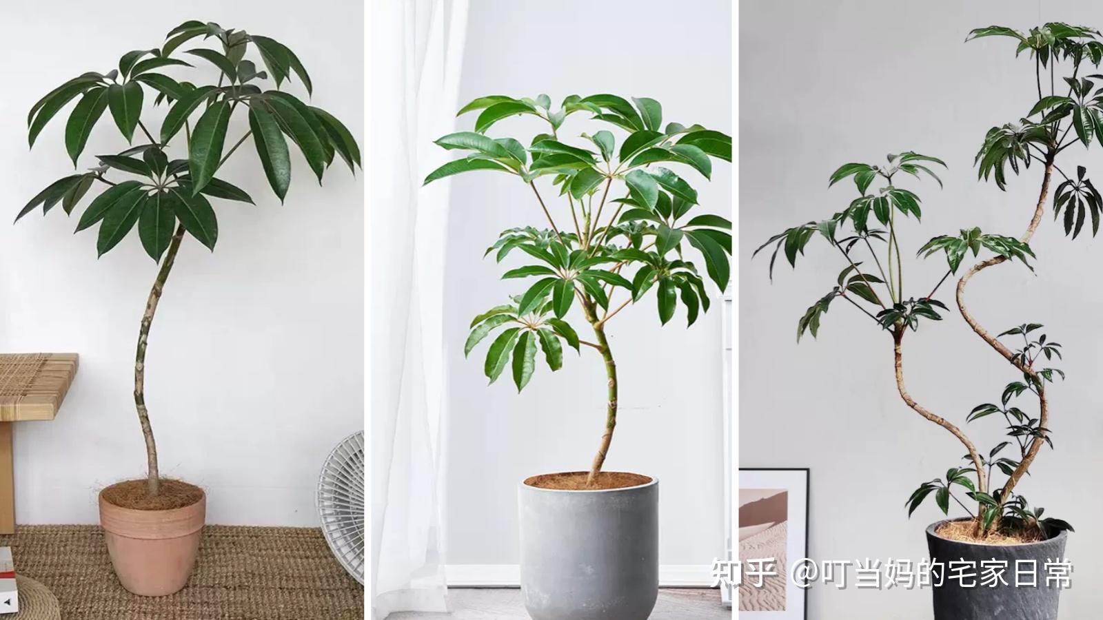 想给父母家挑选落地的大颗绿植放在客厅,有哪些好养活的品种可以推荐? - 知乎