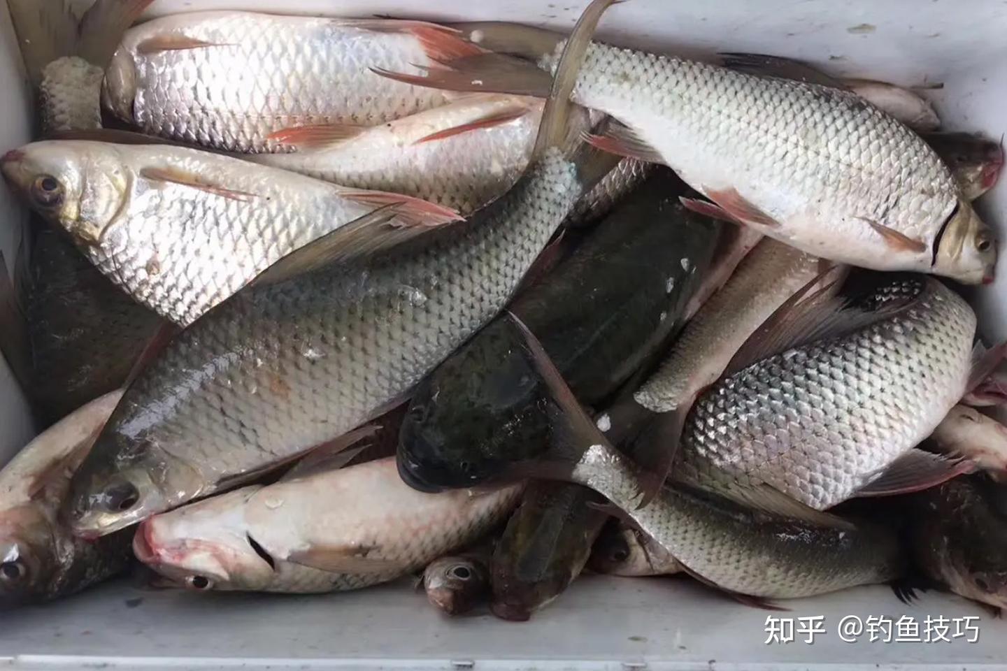 钓土鲮的4个要领，钓位、钓法、用饵、抓口，学会以后狂拉大土鲮 - 知乎
