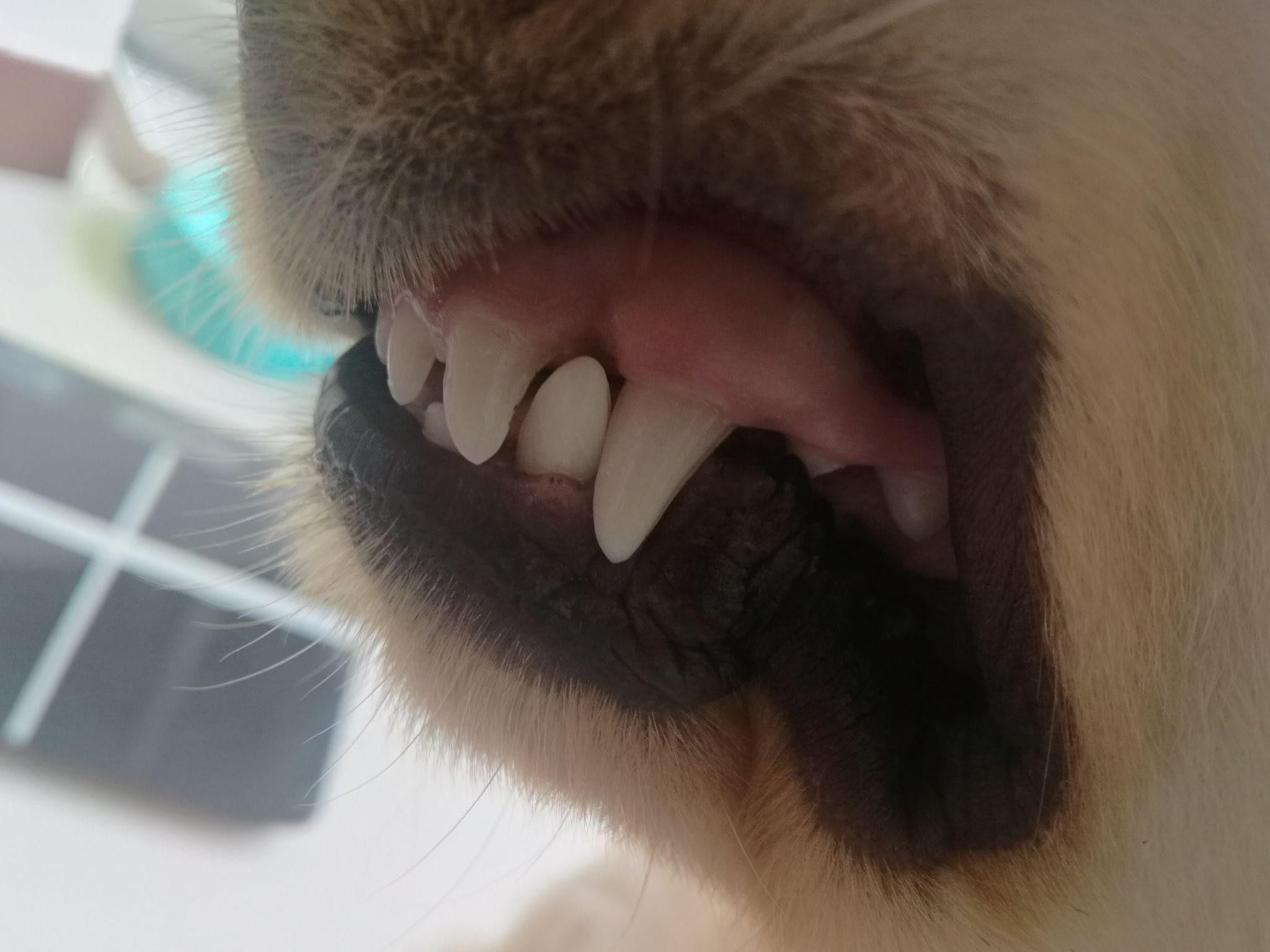 从牙齿判断狗狗年龄