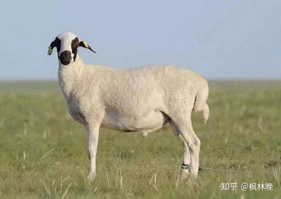 猪肉价格暴涨后,现在的你在吃什么替代?