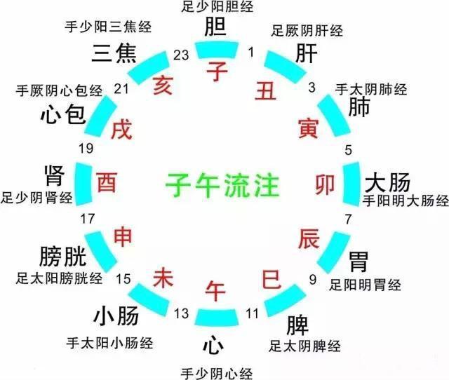 十二时辰养生对照表，附经络图...... - 知乎