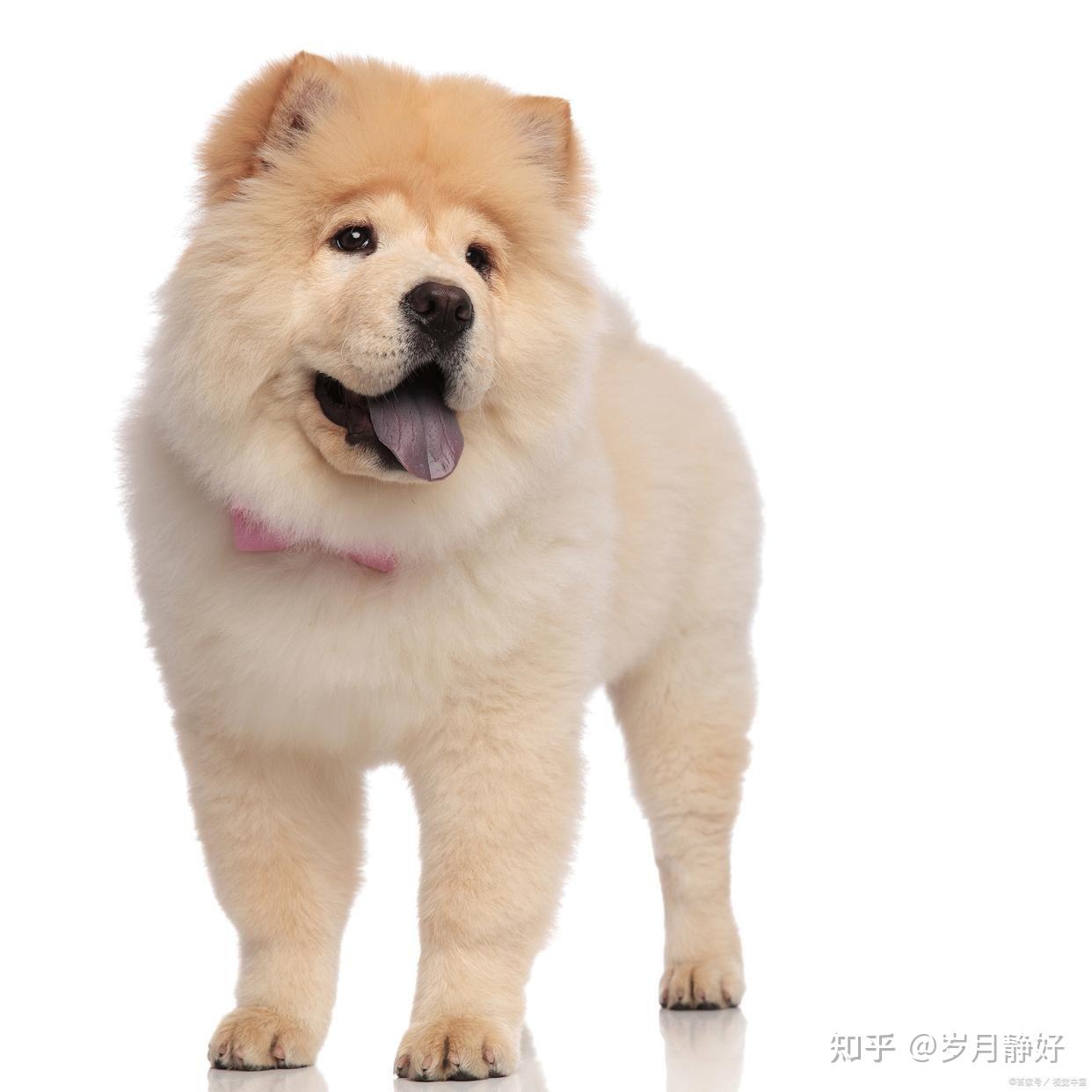 松狮犬有什么特性？ - 知乎