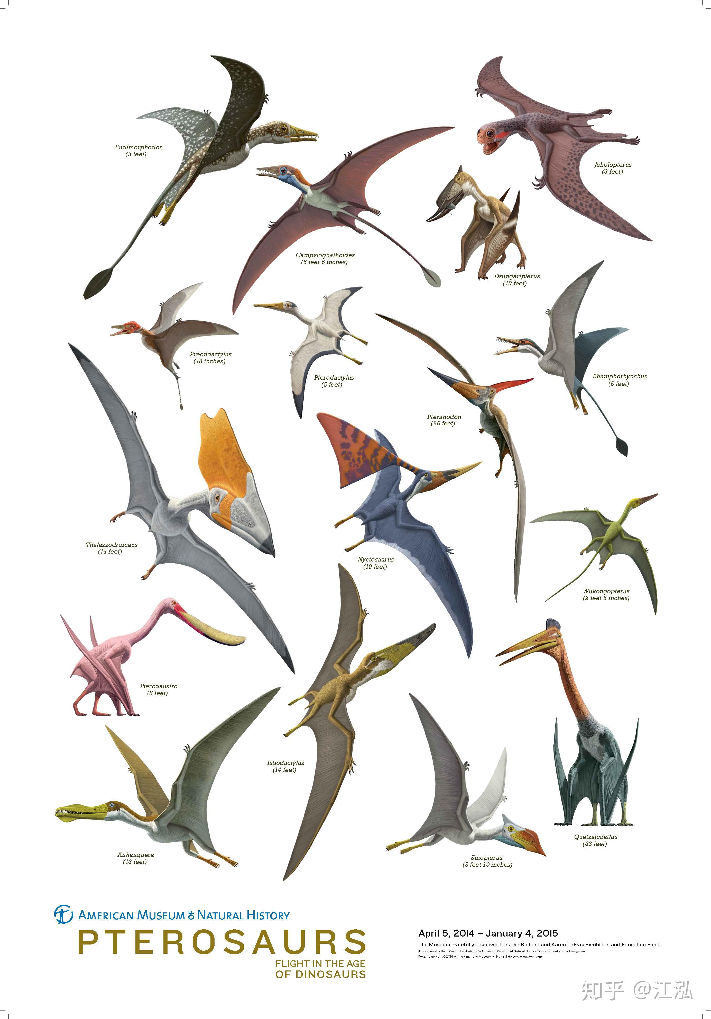 翼龙的多样性丰富吗有没有和猛禽相似专门捕食小恐龙或其它翼龙鸟类的