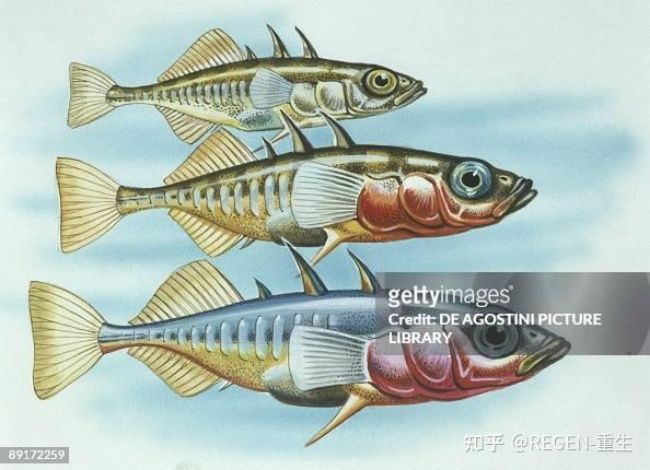 刺鱼 - 刺鱼科（Gasterosteidae） - 知乎