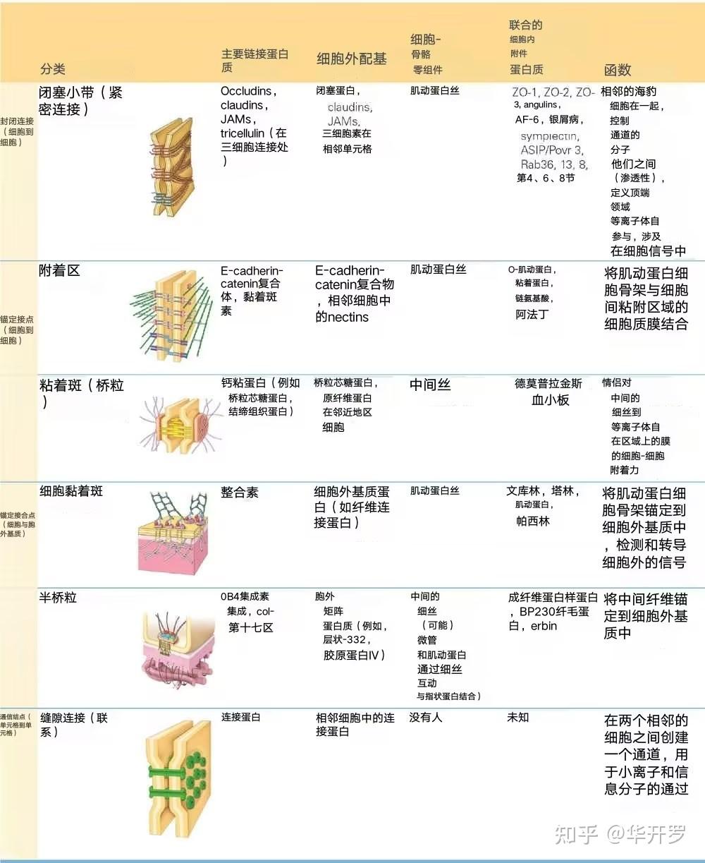 EPITHELIAL TISSUE 上皮组织 - 知乎