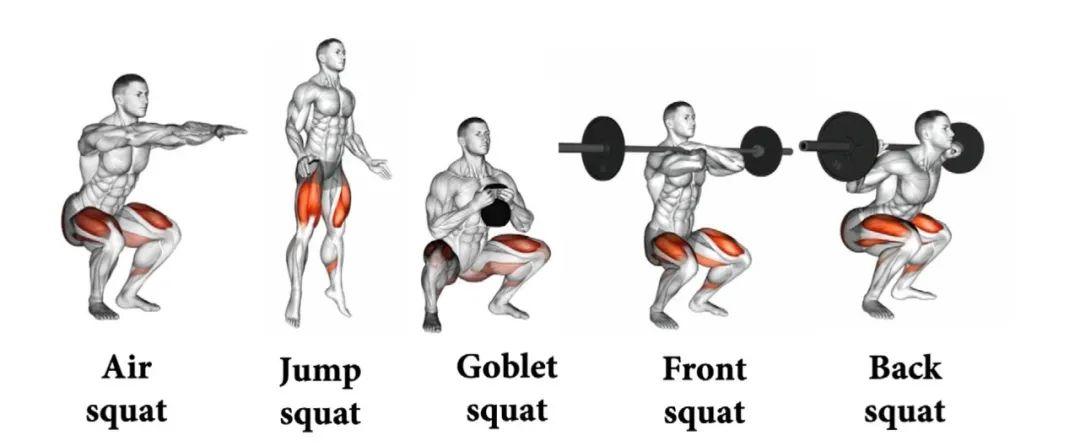 半蹲和标准深蹲究竟区别在哪里? - 知乎