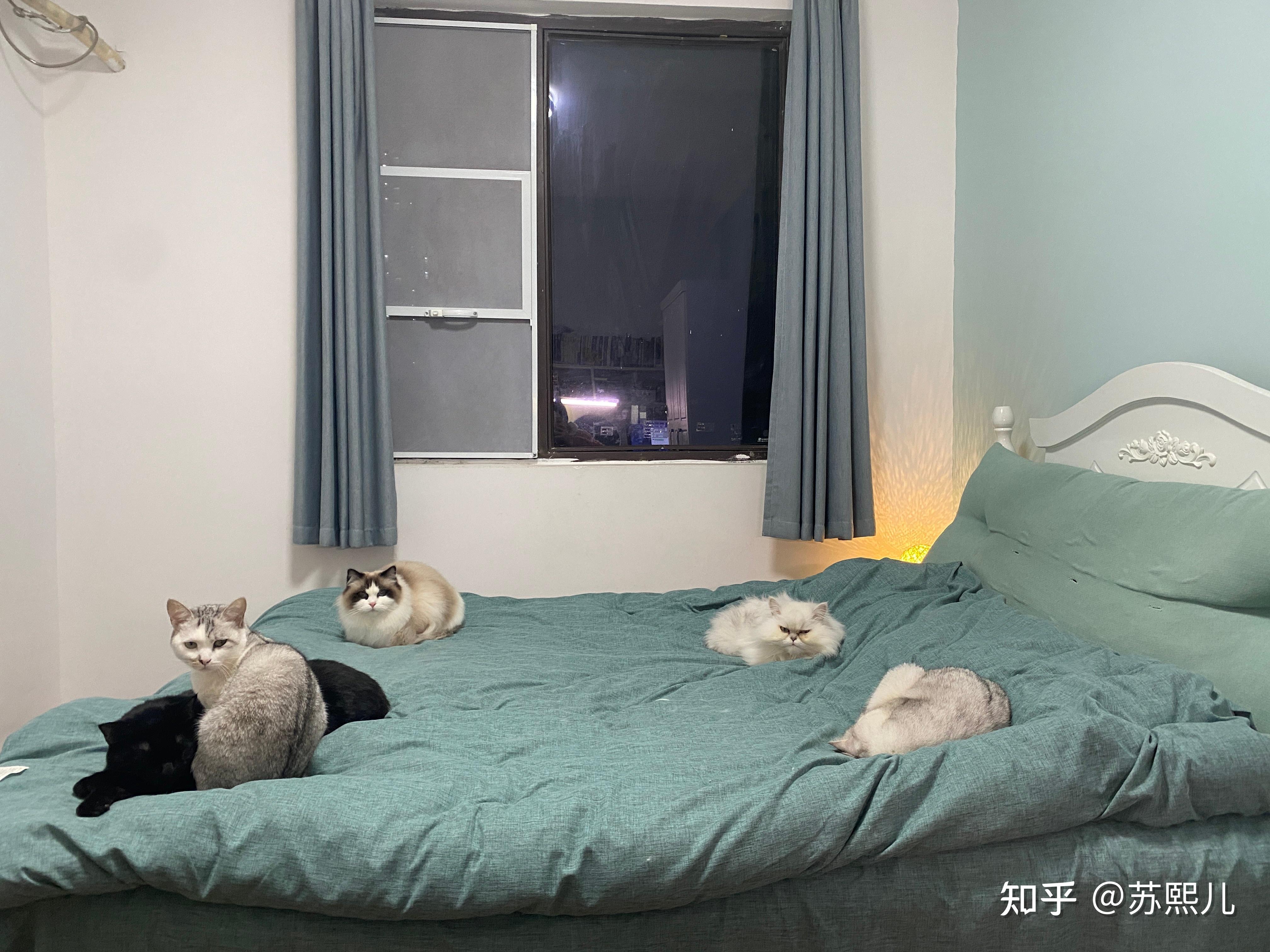 为什么上班族相比于养狗更适合养猫? - 知乎