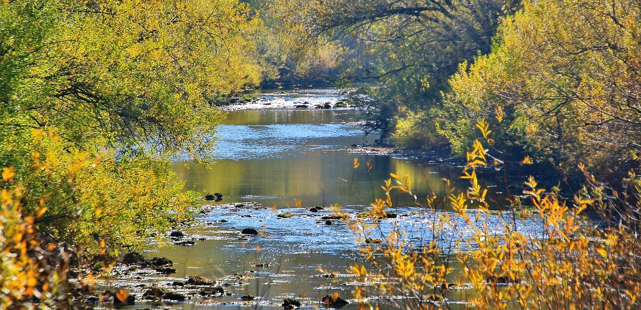 辽河左岸白鹭多少钱