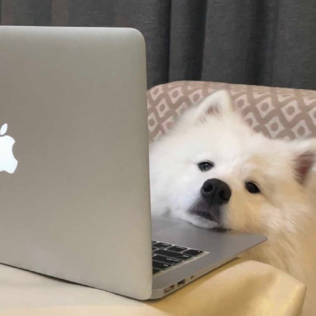 有哪些关于小动物的呆萌头像值得分享?