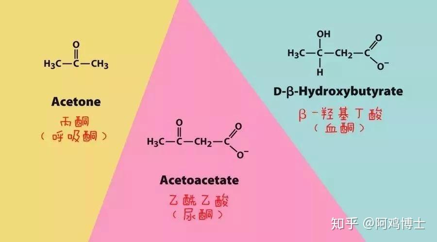 生酮小白如何判断自己是否进入生酮状态? - 知乎
