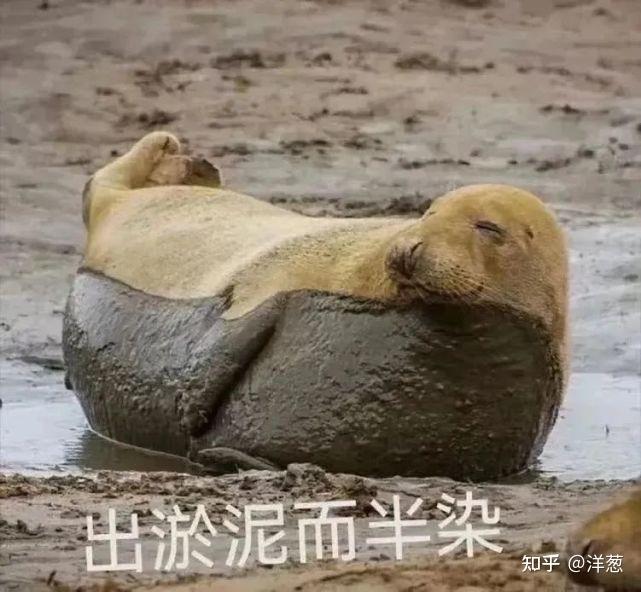 请问谁有出淤泥而全染的海豹全套表情包,可以分享一下吗谢谢? - 知乎