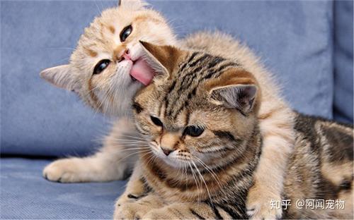母猫在发情时都有什么表现?发情间隔时间会有多久? - 知乎