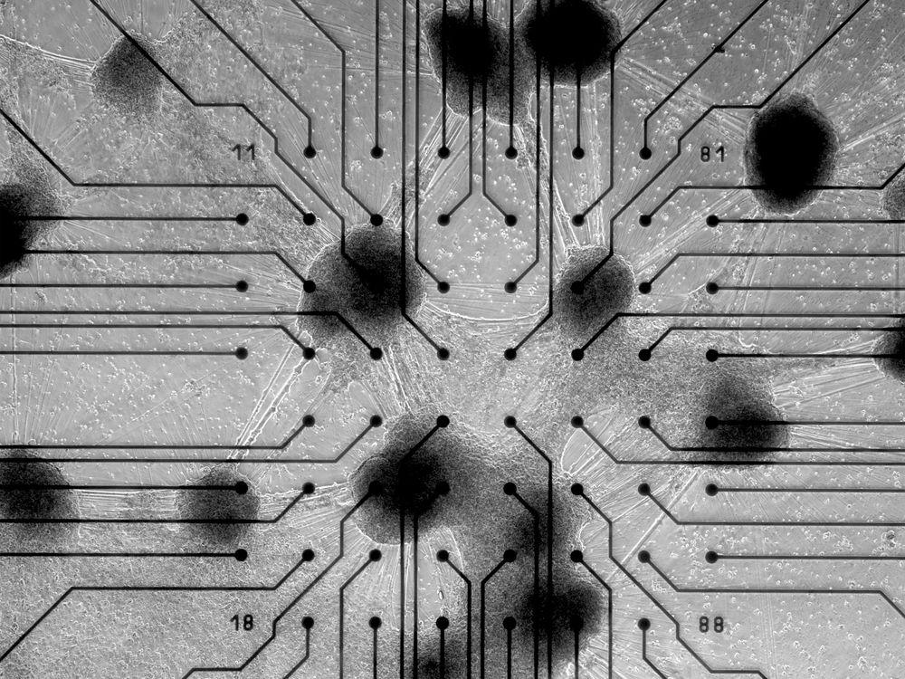 Cl1 System 第一个生物计算机CL1:是什么,为什么? - 知乎