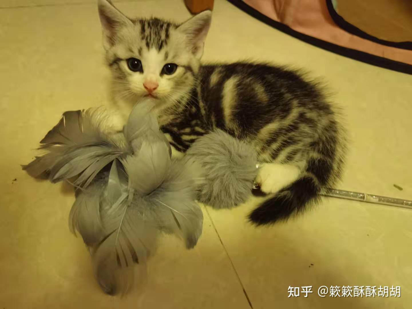 布偶串美短孩子长大啥样呢? - 知乎