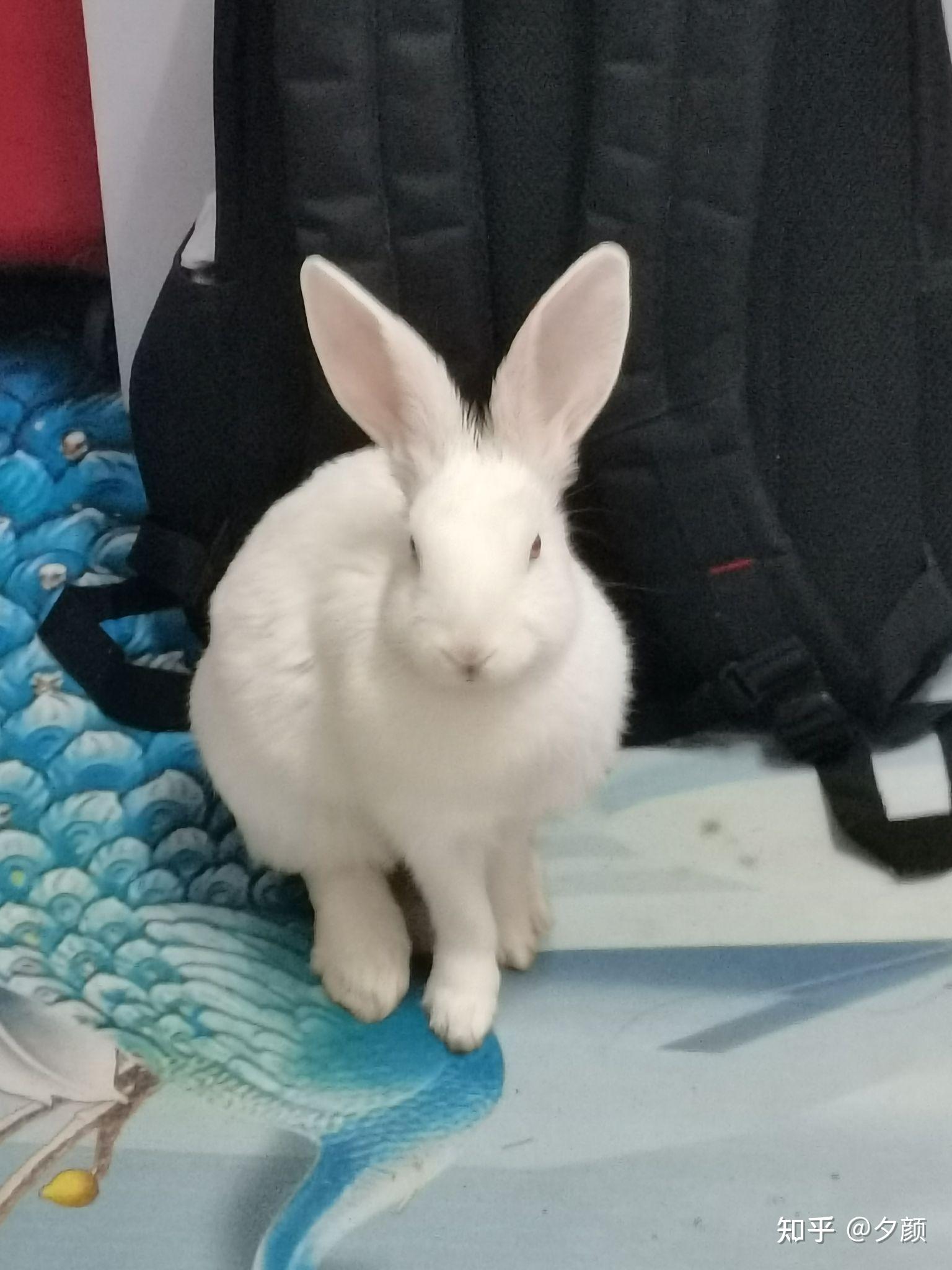 兔子长大了还可爱吗
