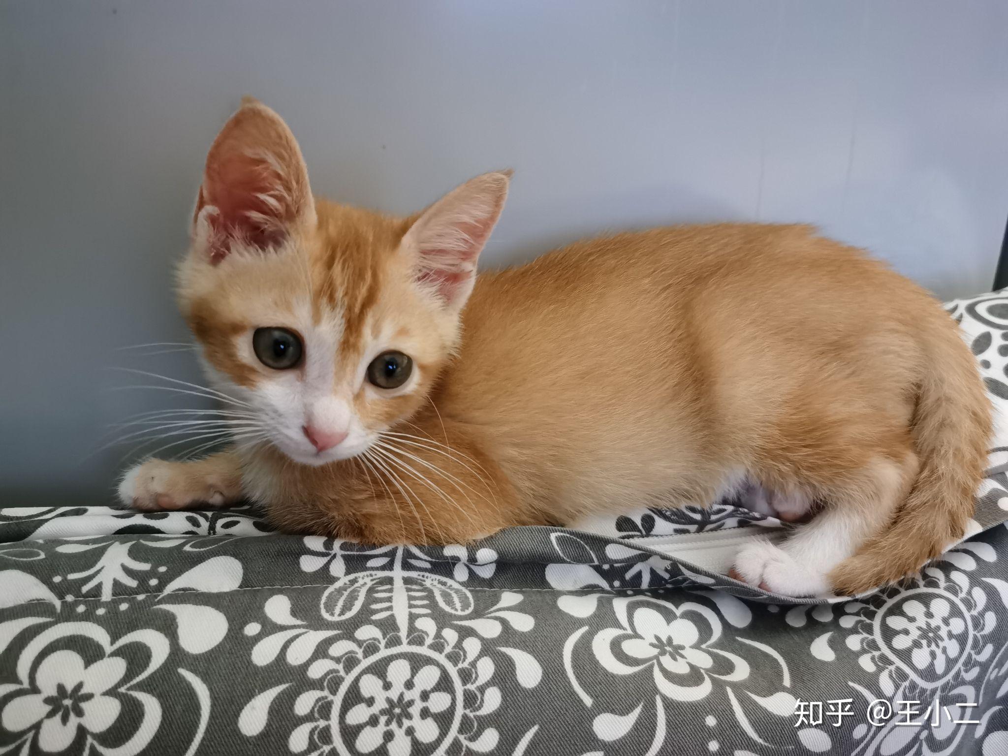 你见过最好看的橘猫长什么样?