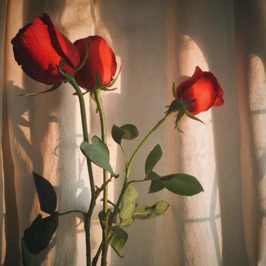 瑜公瑾的只言片语