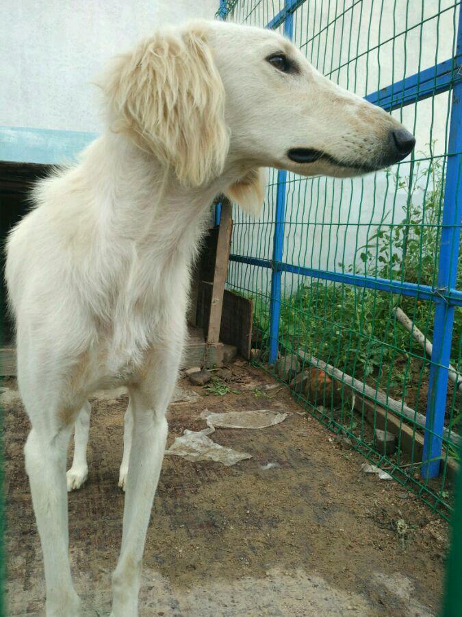 很喜欢山东本地细犬格力灵缇和山东本地细犬该如何区分哪