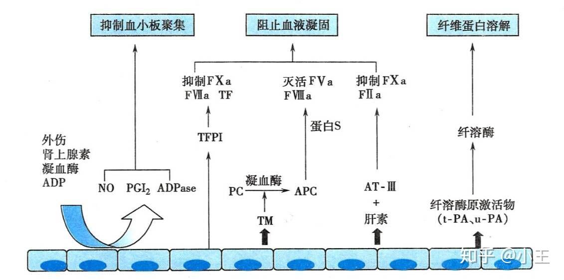 请问人体中存在凝血因子那血液是如何流动的阿血液中又有抗凝物质伤口