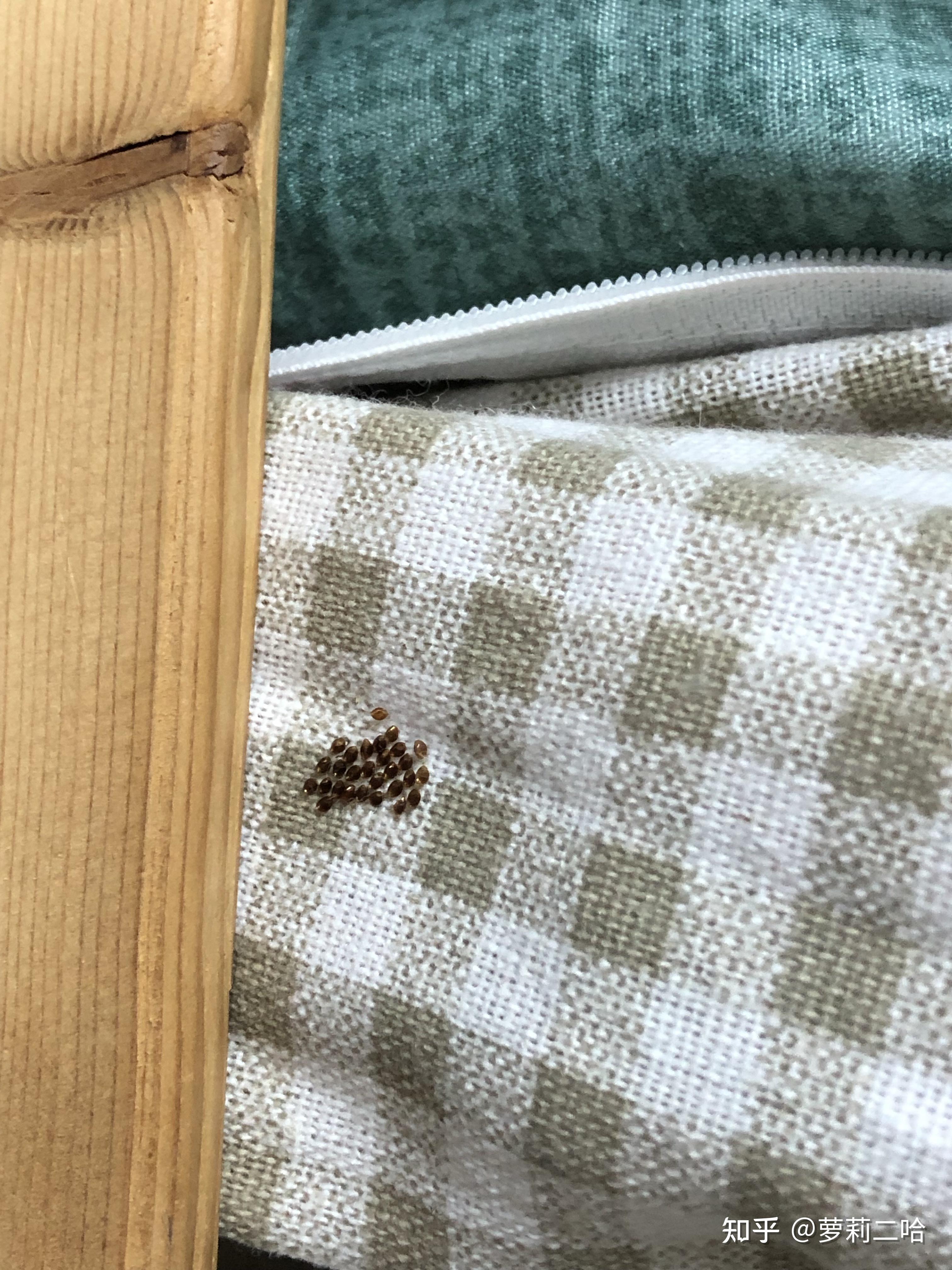 床上发现了非常小的虫卵样的东西,这到底是什么呀? 